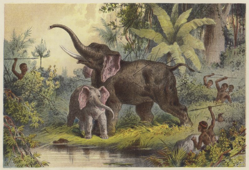 Natives spearing an elephant  af English School