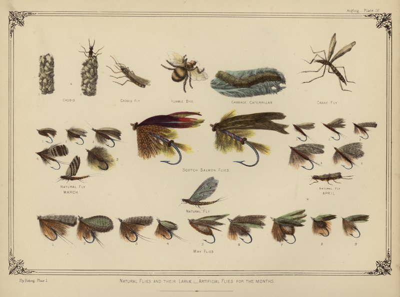Naturlige fluer og deres larver, kunstige fluer i månederne (farve litho) af English School