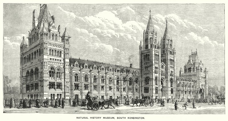 Natural History Museum, South Kensington (gravering) af English School