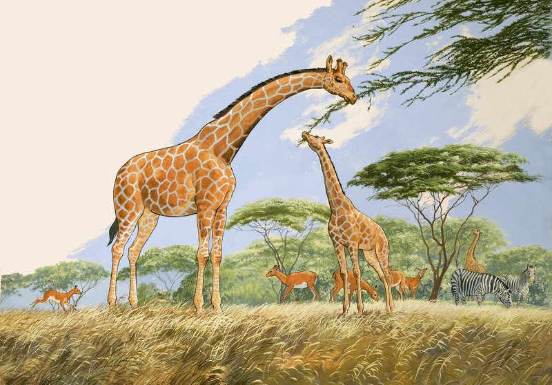 Nature Wonderland: High Tea til giraffen af English School