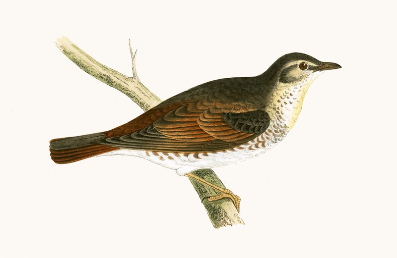Naumanns drossel, illustration fra "A History of the Birds of Europe Not Observed in the British Isles" af Charles Robert Bree (1811-86), udgivet i 1867 af English School