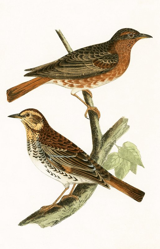 Naumanns Thrush, illustration fra 