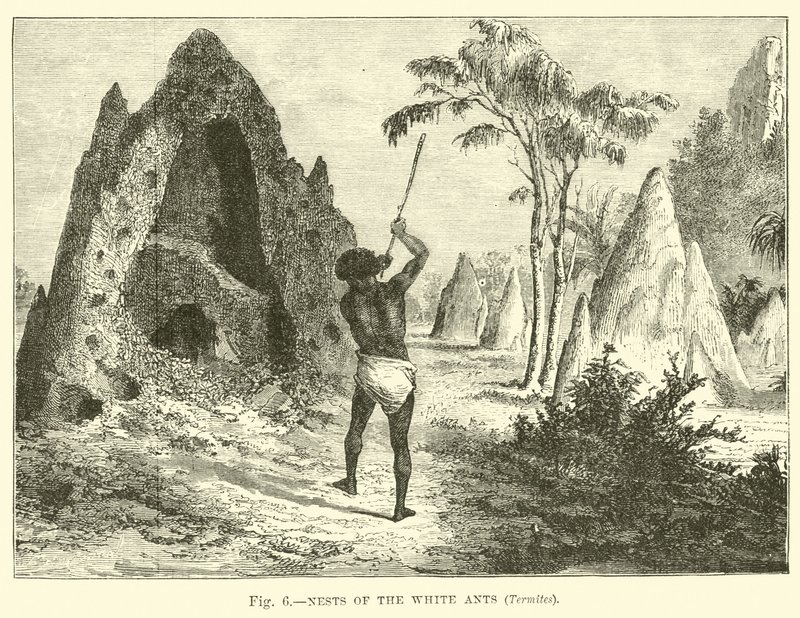 Nets of the White Ants, Termites  af English School