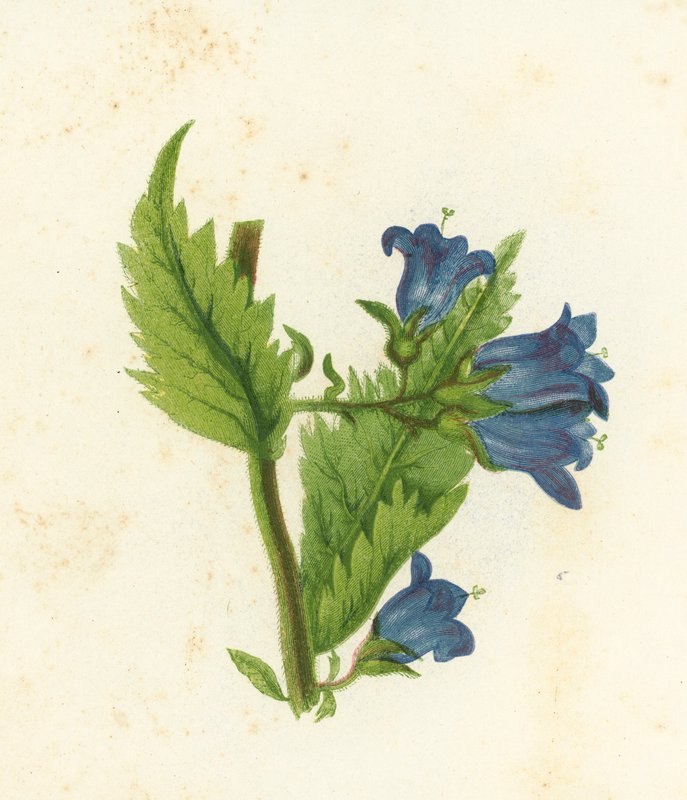 Klokkeblomst med nældeblad, Campanula Trachelium af English School