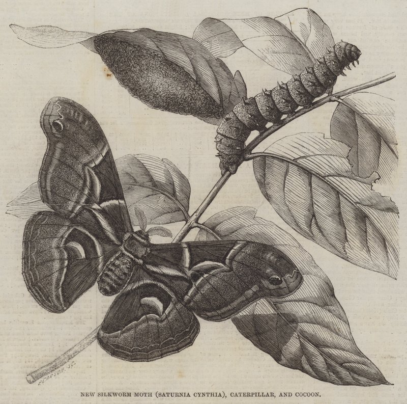 Ny Silkeorm Moth (Saturnia Cynthia), Caterpillar og Cocoon (gravering) af English School
