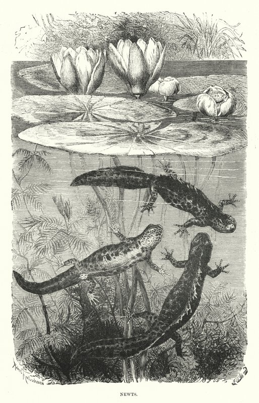 Vandsalamander (gravering) af English School