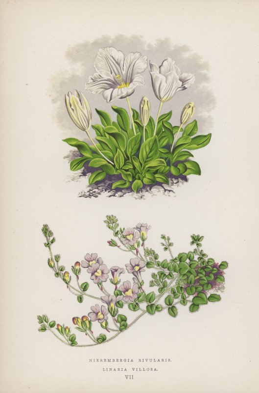 Nierembergia Rivularis; Linaria Villosa (farvelitografi) af English School