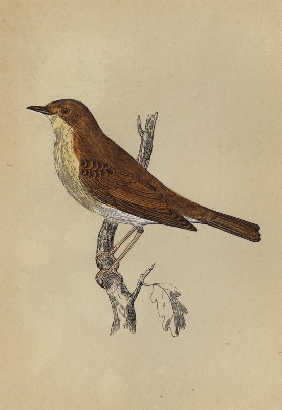 Nattergal (farve litho) af English School