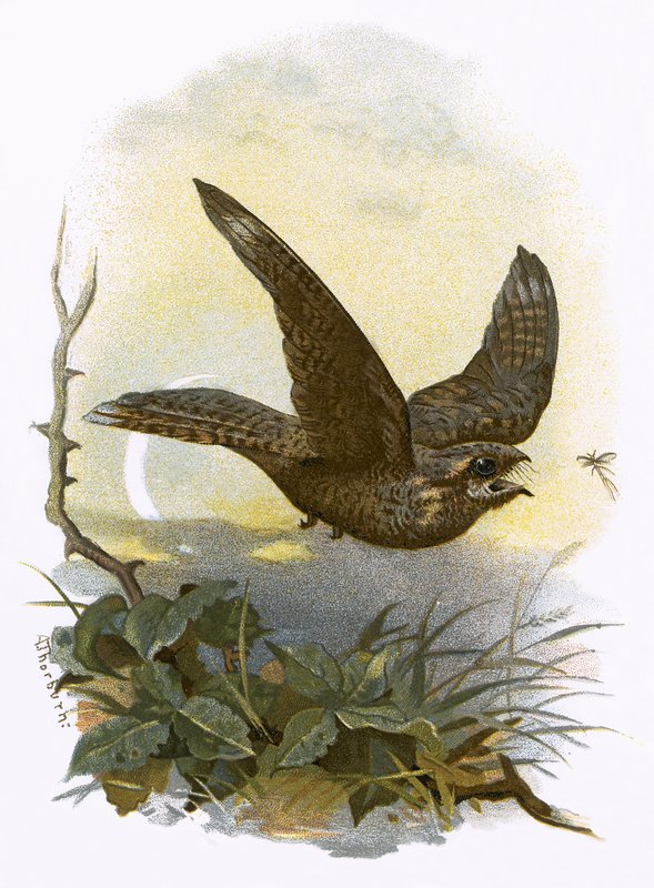 Nightjar af English School