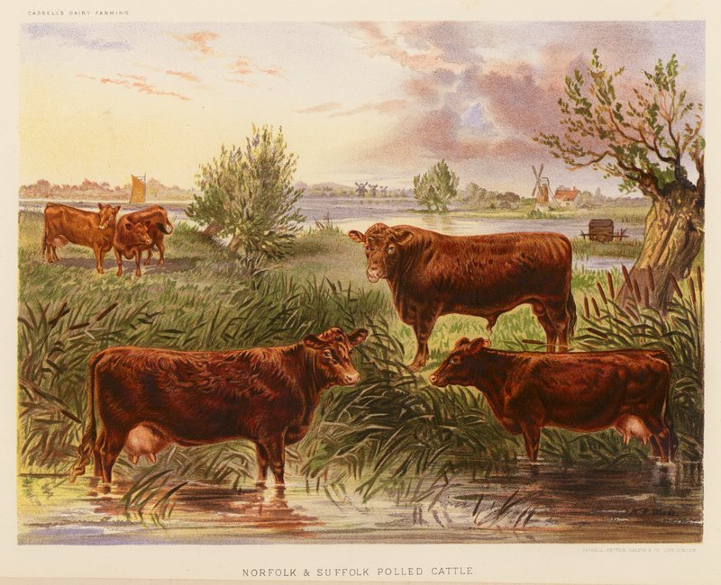 Norfolk og Suffolk Polled Cattle (farvelitografi) af English School