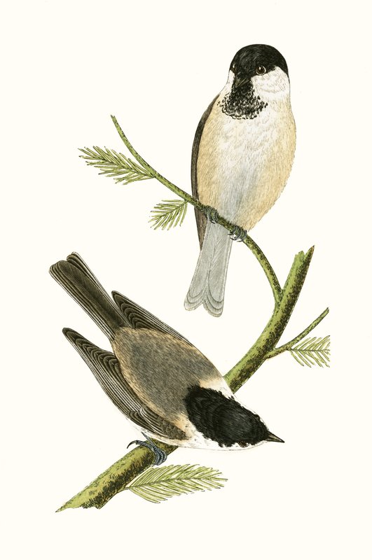 Nordmejse, illustration fra 