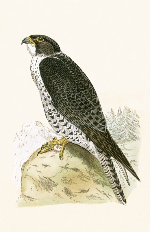 Norsk Jer-Falcon, illustration fra "A History of the Birds of Europe Not Observed in the British Isles" af Charles Robert Bree (1811-86), udgivet i 1867 af English School