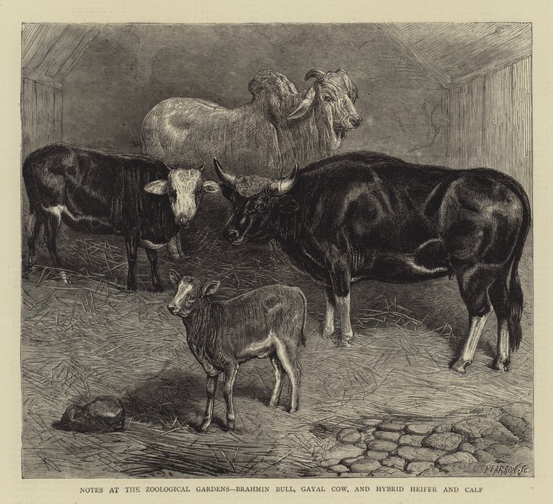 Noter ved Zoological Gardens, Brahmin Bull, Gayal Cow og Hybrid Kvie og Kalv (gravering) af English School