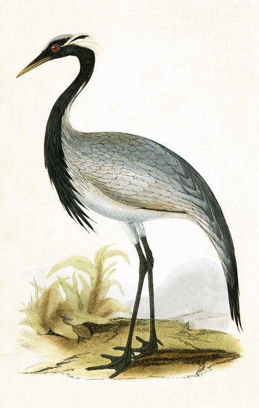 Numidian Crane, illustration fra "A History of the Birds of Europe Not Observed in the British Isles" af Charles Robert Bree (1811-86), udgivet i 1867 af English School
