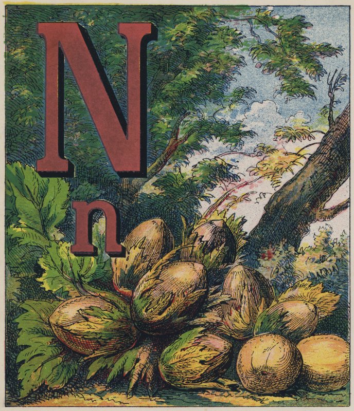 Nød af English School