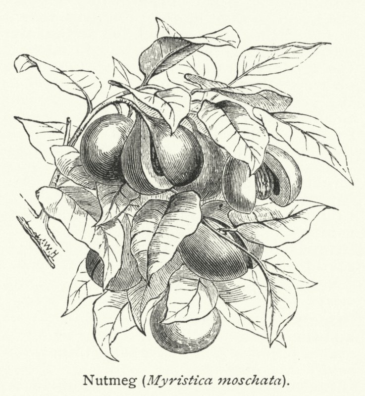 Muskatnød (Myristica moschata) (gravering) af English School