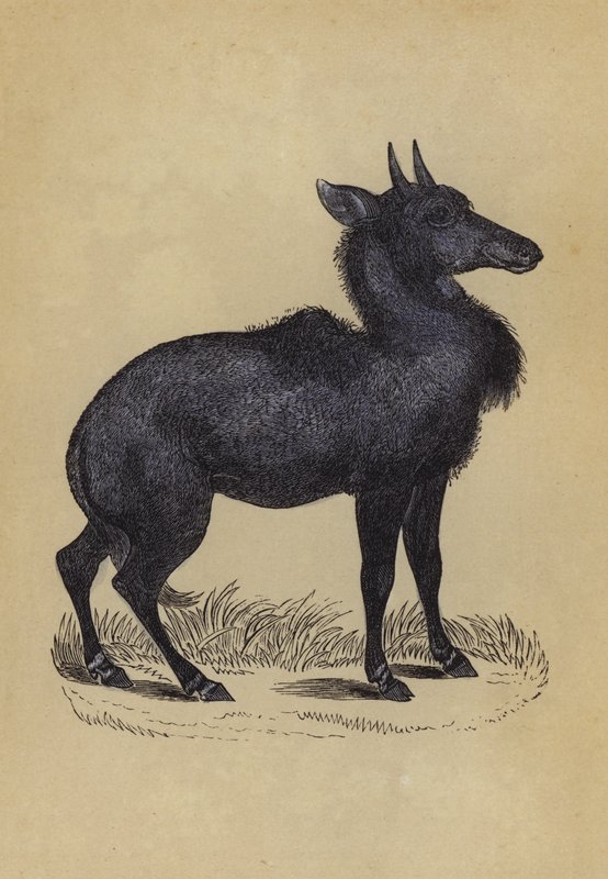 Nylghau (farve litho) af English School