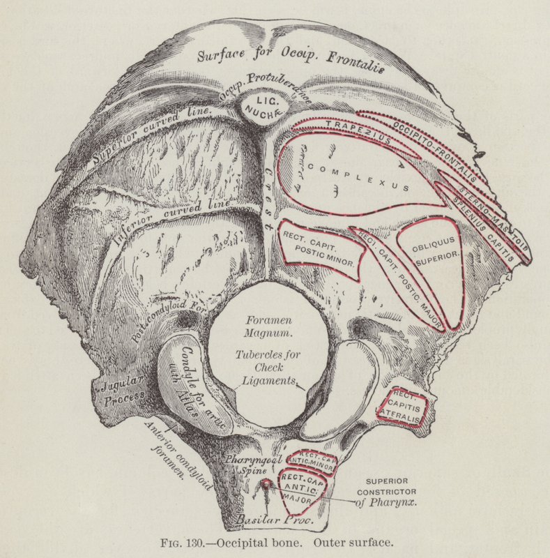Occipital knogle, ydre overflade (gravering) af English School