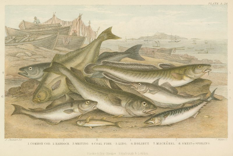 Havfisk (farvet gravering) af English School