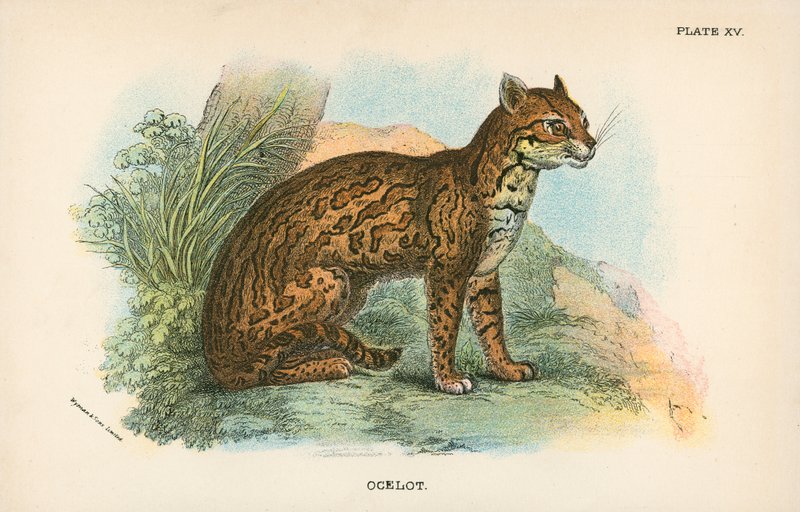 Ocelot af English School