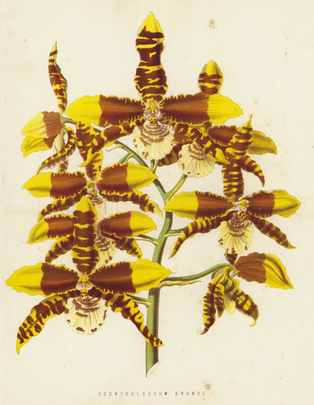 Odontoglossum Grande af English School