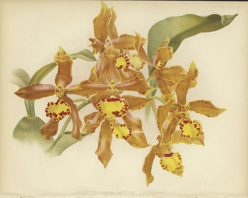 Odontoglossum insleayi splendens af English School