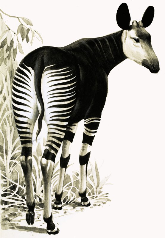 Okapi af English School