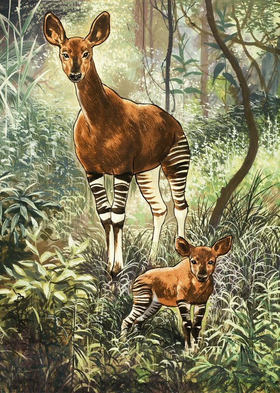 Okapis fra Congo af English School