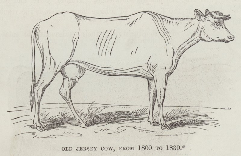 Old Jersey ko, fra 1800 til 1830 (gravering) af English School
