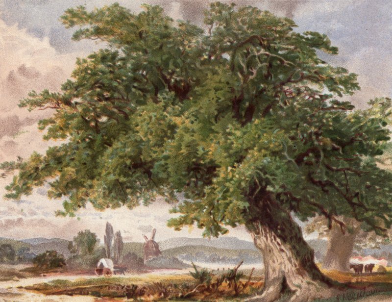 Old Oak by the Wayside, Surrey (farve litho) af English School