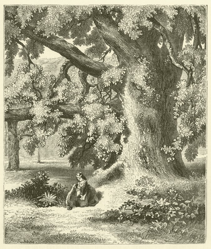 Det gamle valnøddetræ ved Mentmore (gravering) af English School
