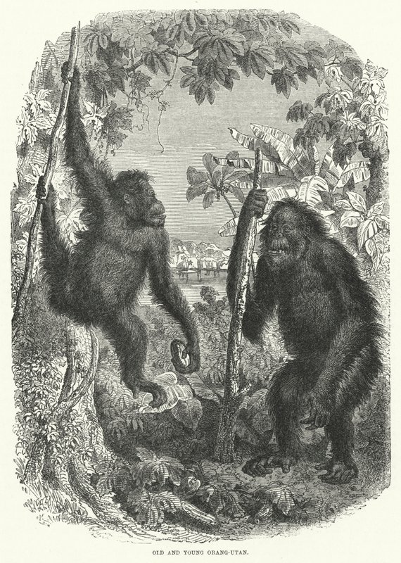 Gammel og ung Orang-Utan (gravering) af English School