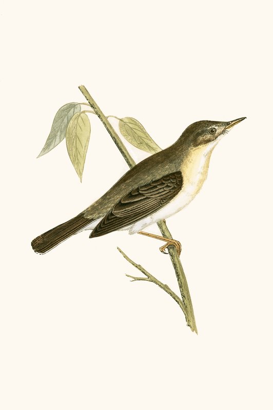 Olivasanger, illustration fra 