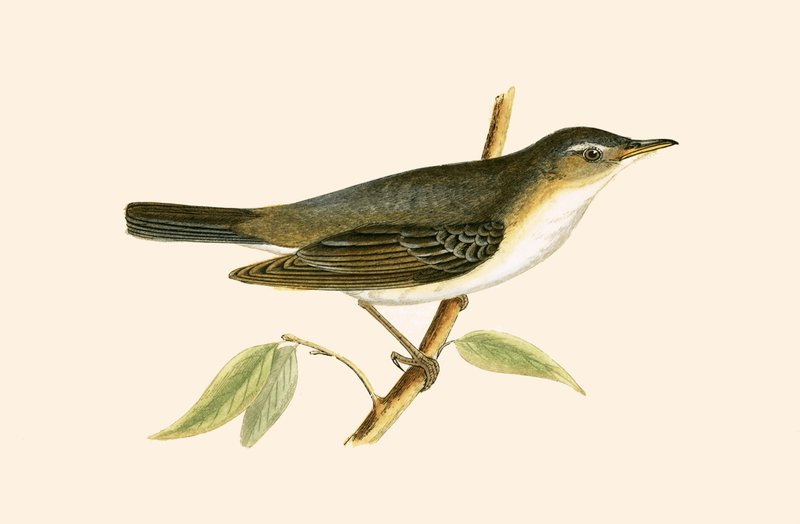 Oliventræsanger, illustration fra 