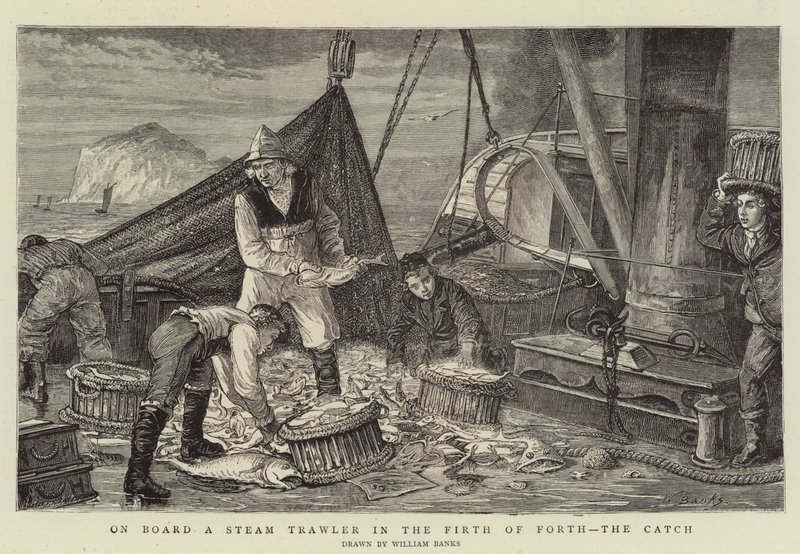Om bord på en damptrawler i Firth of Forth, fangsten af English School