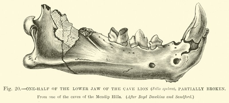 One-half of the lower jaw of the Cave Lion (Felis spelaea), partially broken  af English School