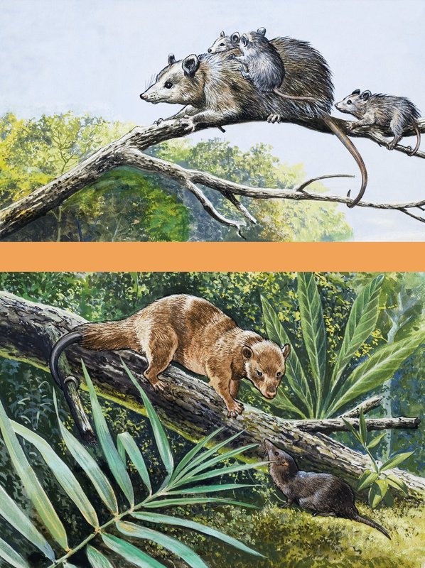 Opossums af English School