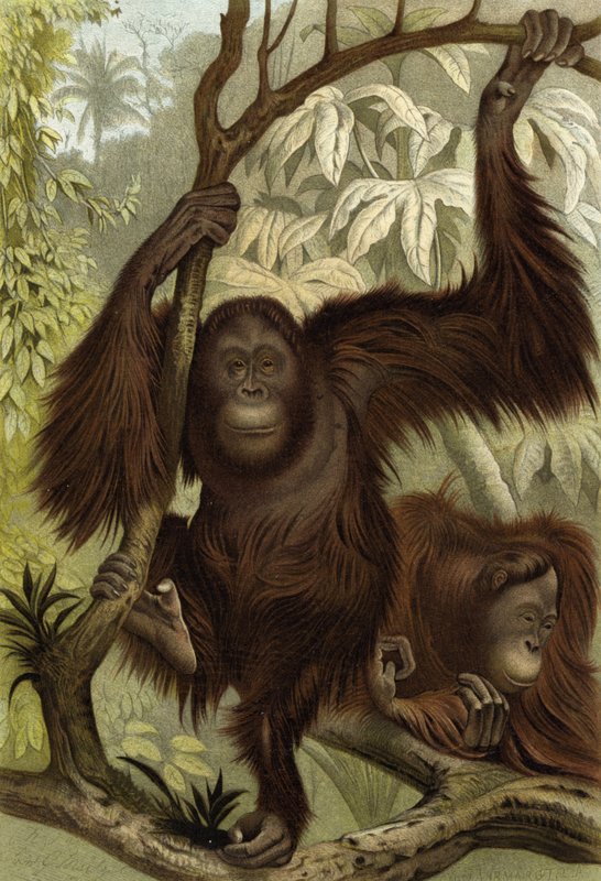 Orangutang af English School
