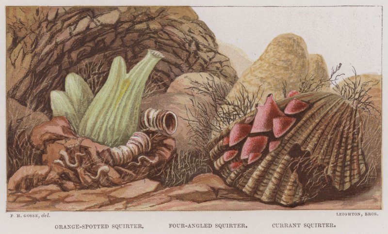 Orange-plettet sprøjte, fire-vinklet sprøjte, ribs sprøjte (farve litho) af English School