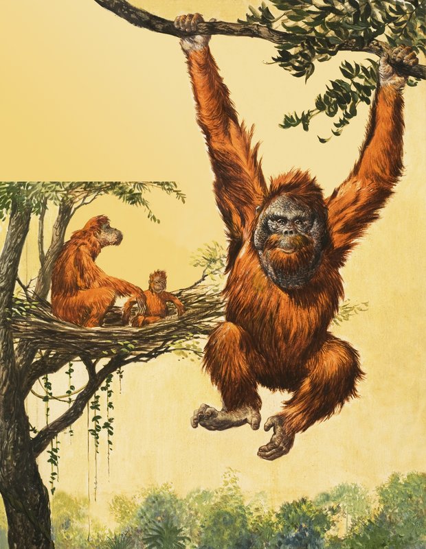 Orangutanger af English School