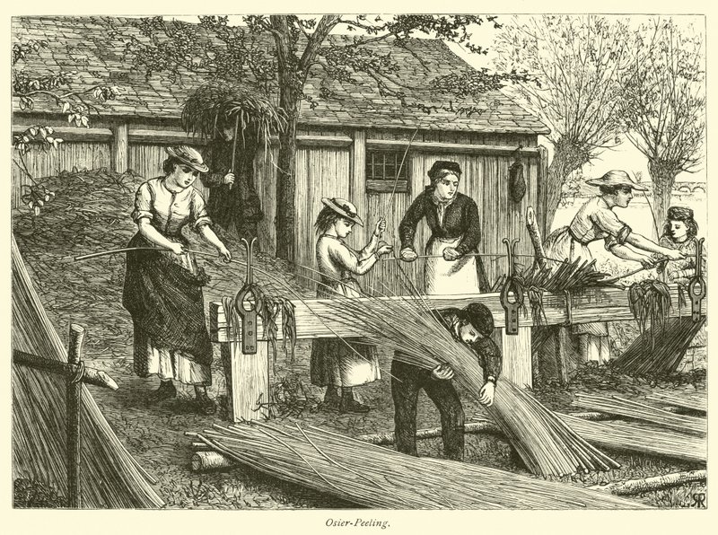 Osier-Peeling af English School