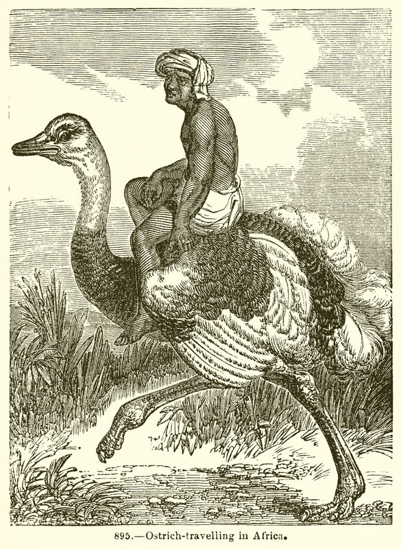 Strudse-rejser i Afrika af English School