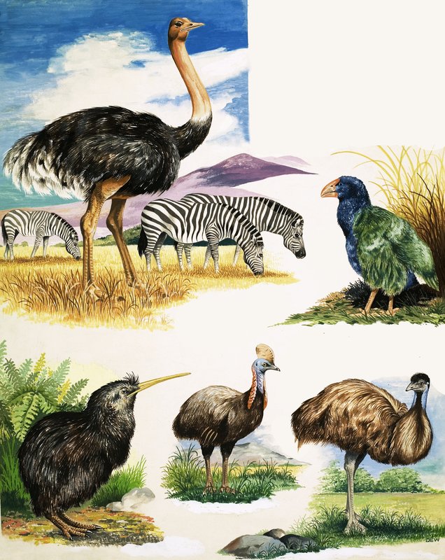 Struds, Kiwi, Kasuar, Emu og Takahe af English School