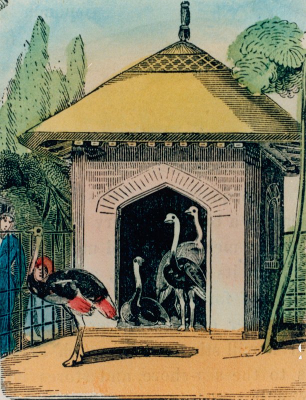 Strudse- og emuhus i Londons zoologiske have. 1840