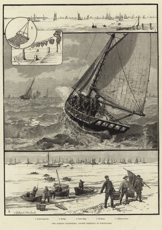 Vores fiskeindustri: Østersuddybning i Whitstable af English School