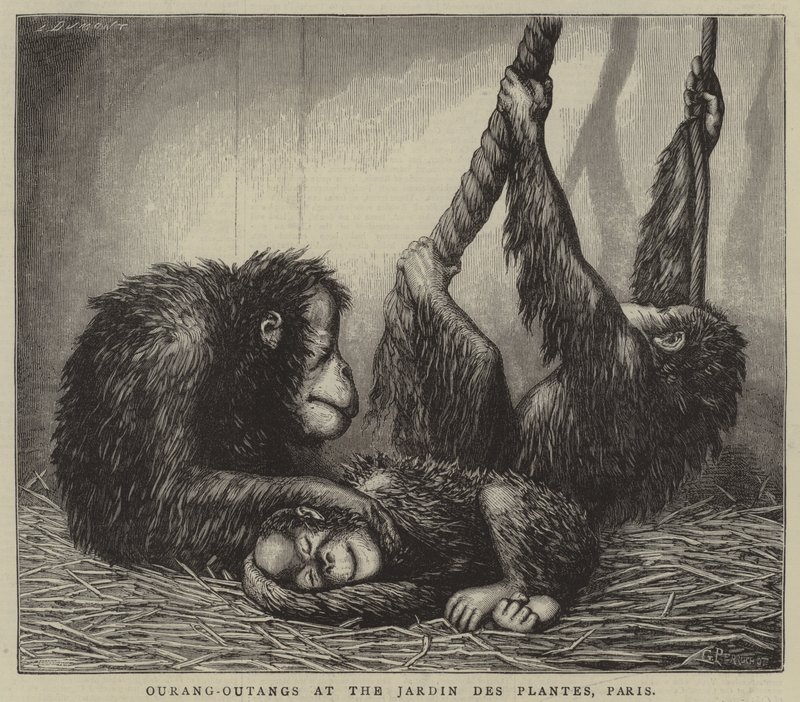 Ourang-Outangs i Jardin des Plantes, Paris (kobberstik) af English School