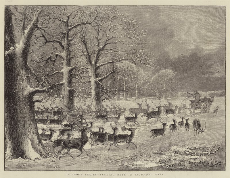 Udendørs aflastning, fodring af hjorte i Richmond Park (gravering) af English School