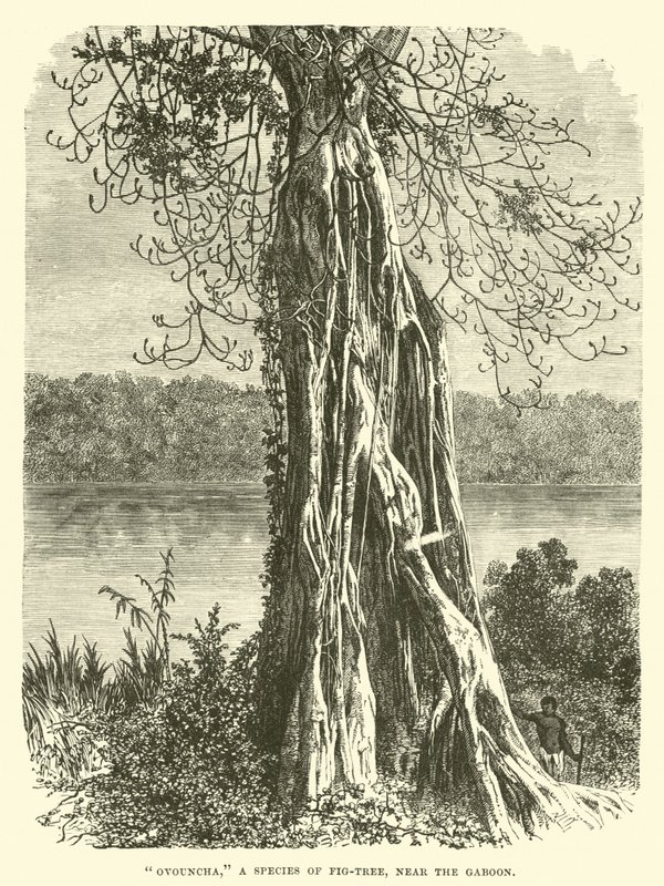 Ovouncha, a species of Fig-tree, near the Gaboon  af English School
