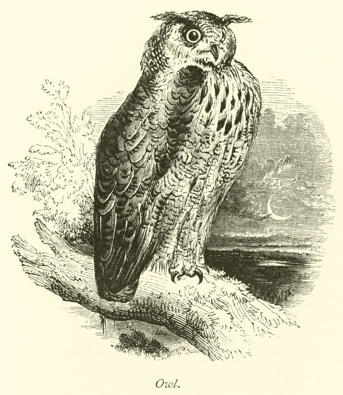 Owl  af English School