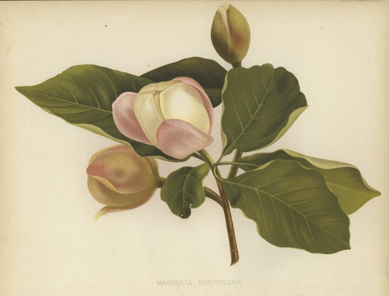 Oyama Magnolia af English School